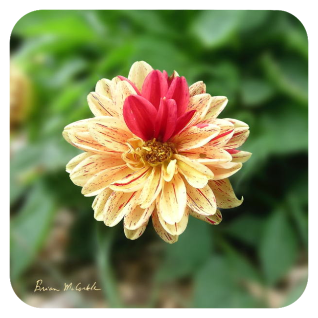 (image for) Hibiscus Red Accent